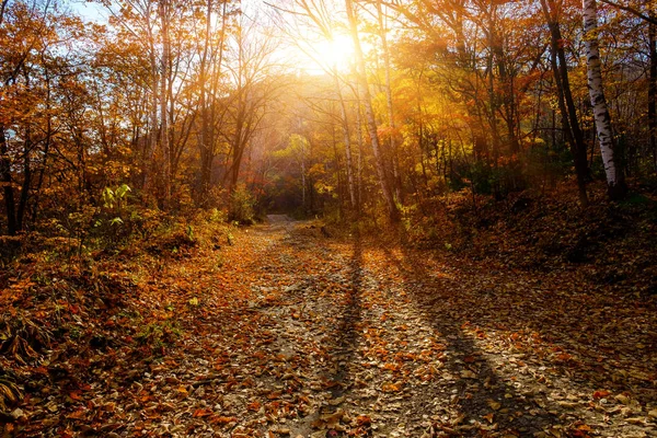 Caminho Com Folhas Outono Árvores — Fotografia de Stock