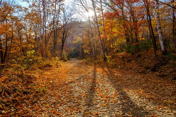 与秋天的叶子和树木路径 — 图库照片