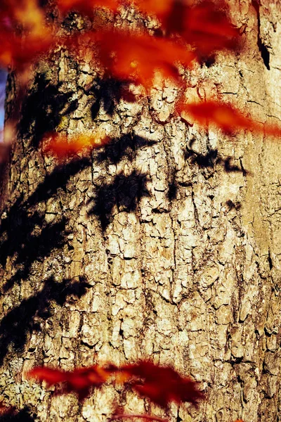 Nahaufnahme Von Bunten Herbstblättern — Stockfoto