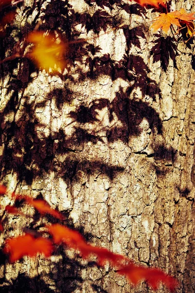 Nahaufnahme Von Bunten Herbstblättern — Stockfoto