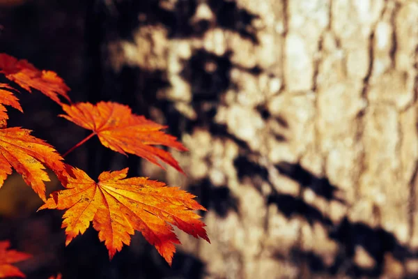 Close Van Kleurrijke Herfstbladeren — Stockfoto