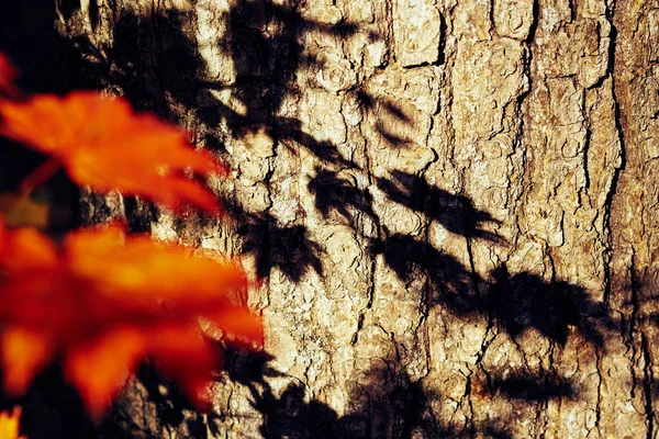 Detailní Pohled Barevné Podzimní Listy — Stock fotografie