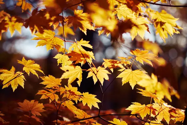 Close View Colorful Autumn Leaves — Stock Photo, Image