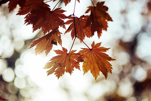 Close Van Kleurrijke Herfstbladeren — Stockfoto