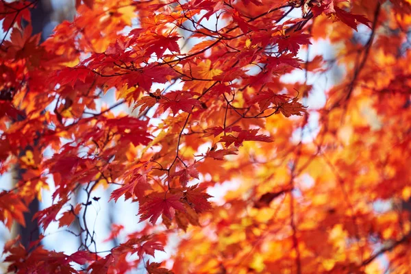 Nahaufnahme Von Bunten Herbstblättern — Stockfoto