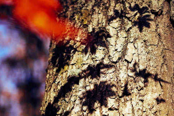 Close Van Kleurrijke Herfstbladeren — Stockfoto