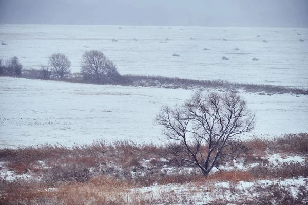 Bellissimo Paesaggio Invernale Innevato — Foto Stock