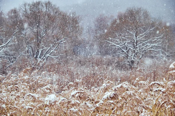 Bellissimo Paesaggio Invernale Innevato — Foto Stock