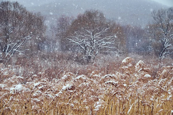 Bellissimo Paesaggio Invernale Innevato — Foto Stock