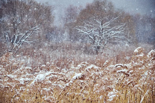 Hermoso Paisaje Invierno Nevado — Foto de Stock