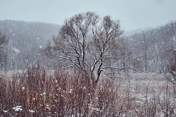 美しい雪の冬の風景 — ストック写真
