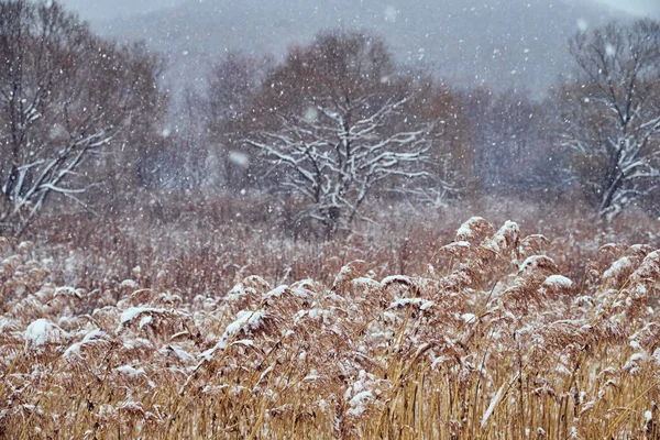 Bellissimo Paesaggio Invernale Innevato — Foto Stock