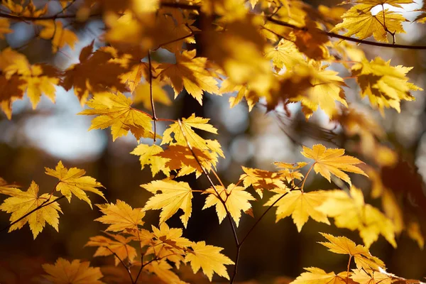 Nahaufnahme Von Bunten Herbstblättern — Stockfoto