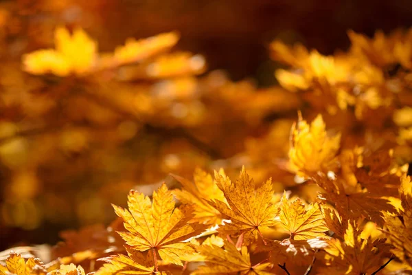 Vista Cerca Hojas Coloridas Otoño —  Fotos de Stock