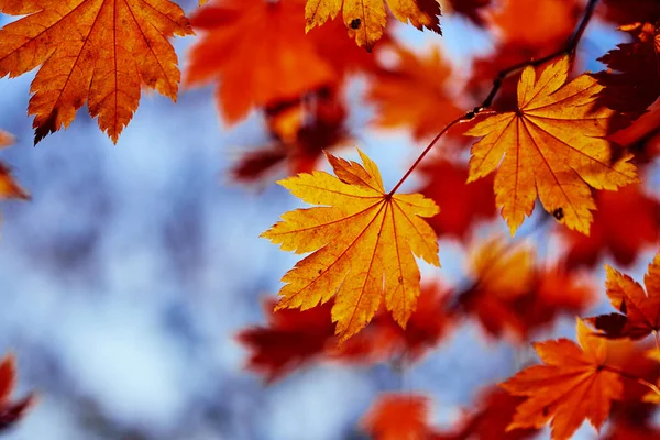 Nahaufnahme Von Bunten Herbstblättern — Stockfoto