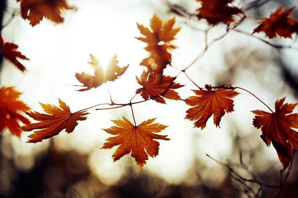 Közeli Kép Színes Őszi Levelekről — Stock Fotó