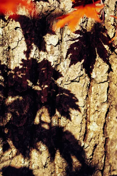 Nahaufnahme Von Bunten Herbstblättern — Stockfoto