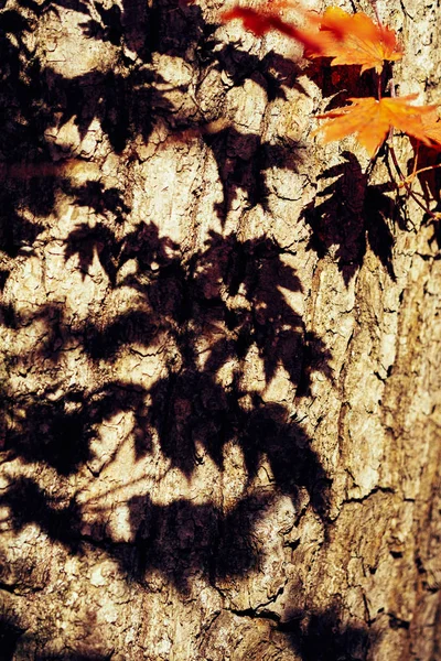 Detailní Pohled Barevné Podzimní Listy — Stock fotografie