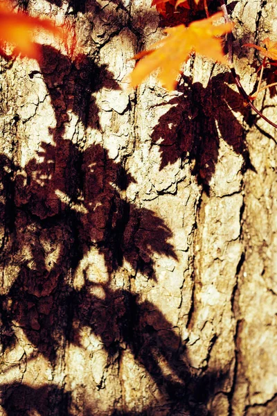 Nahaufnahme Von Bunten Herbstblättern — Stockfoto