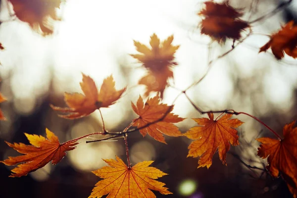 Vista Close Folhas Outono Coloridas — Fotografia de Stock
