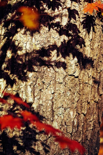 Detailní Pohled Barevné Podzimní Listy — Stock fotografie