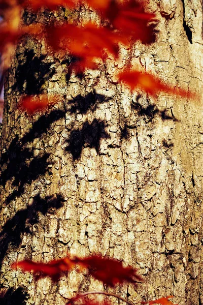 Close Van Kleurrijke Herfstbladeren — Stockfoto