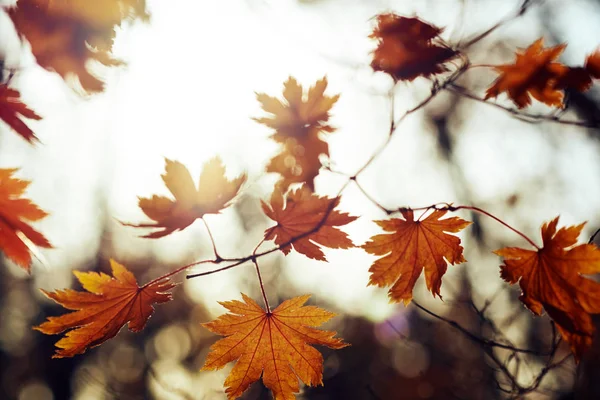 Vista Cerca Hojas Coloridas Otoño —  Fotos de Stock