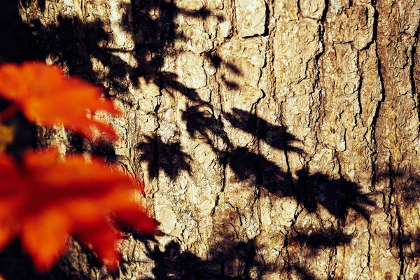 Detailní Pohled Barevné Podzimní Listy — Stock fotografie