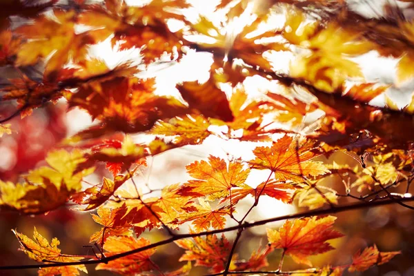 Крупным Планом Вид Цветных Осенних Листьев — стоковое фото