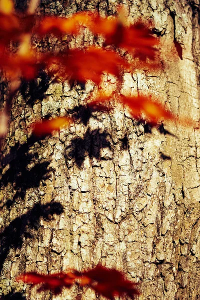 Close Van Kleurrijke Herfstbladeren — Stockfoto