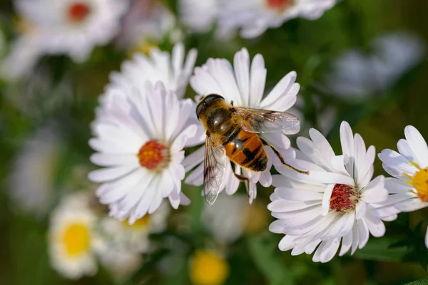 Beautiful Bee Flower Garden — Stock Photo, Image