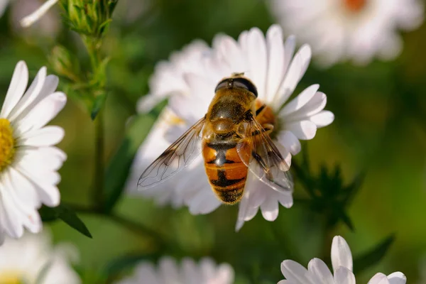 Hermosa Abeja Una Flor Jardín —  Fotos de Stock