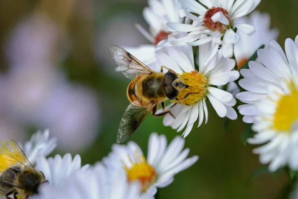 Krásná Včela Květině Zahradě — Stock fotografie