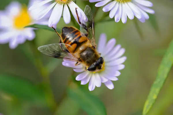 Bahçedeki Bir Çiçekte Güzel Bir Arı — Stok fotoğraf