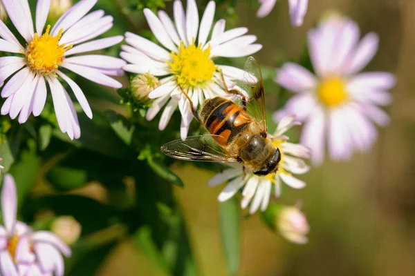 Vackert Blomma Trädgården — Stockfoto