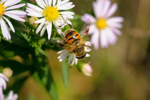 美丽的蜜蜂在花园里的花朵上 — 图库照片