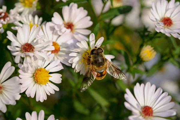 Beautiful Bee Flower Garden — Stock Photo, Image