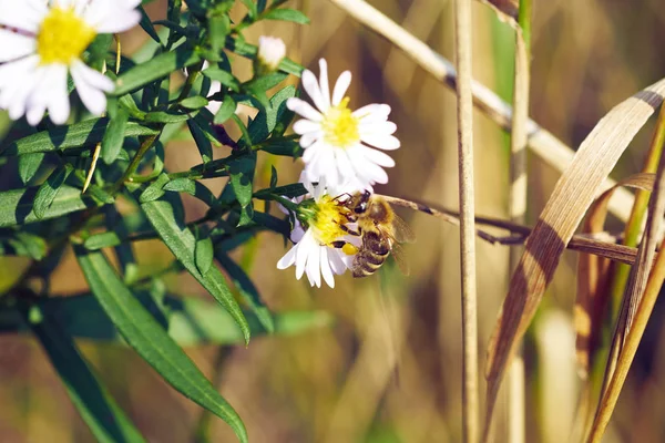 Hermosa Abeja Una Flor Jardín —  Fotos de Stock