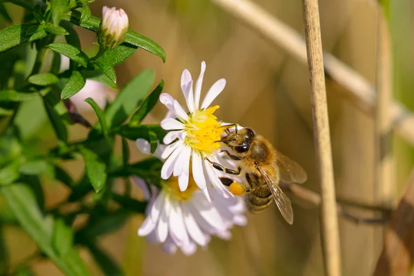 Hermosa Abeja Una Flor Jardín —  Fotos de Stock