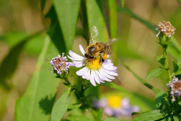庭の花の上の美しい蜂 — ストック写真