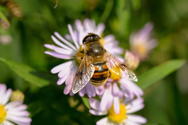 Hermosa Abeja Una Flor Jardín —  Fotos de Stock