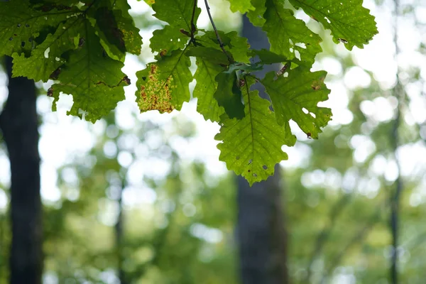 Quercia Foglie Vista Vicino — Foto Stock