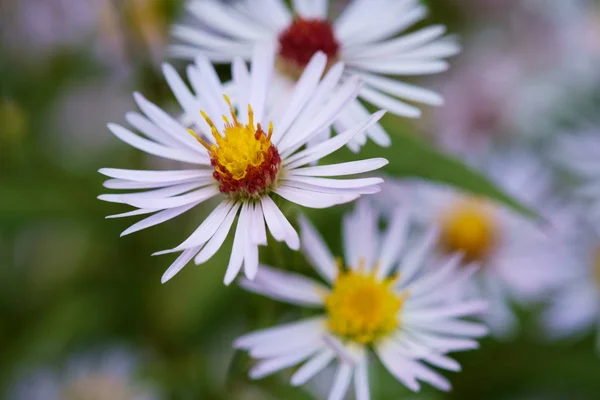Schöne Blumen Garten Aus Nächster Nähe — Stockfoto