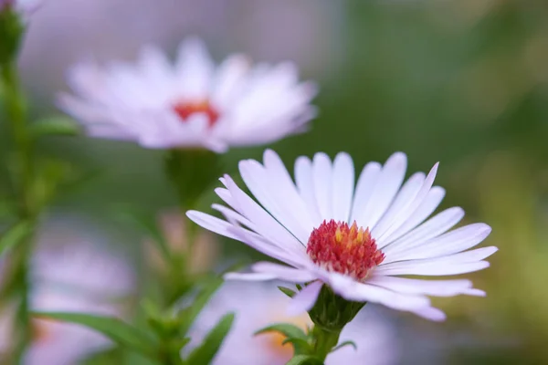 Hermosas Flores Jardín Vista Cerca —  Fotos de Stock