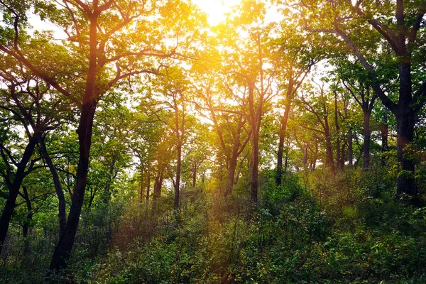 Bomen Zonnestralen Het Bos — Stockfoto