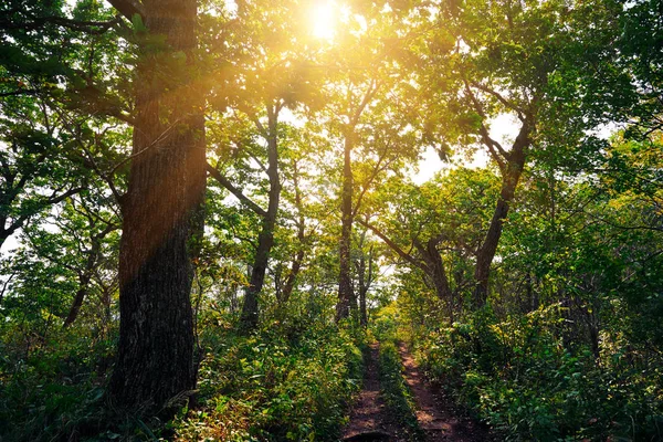 Drzewa Promienie Słoneczne Lesie — Zdjęcie stockowe