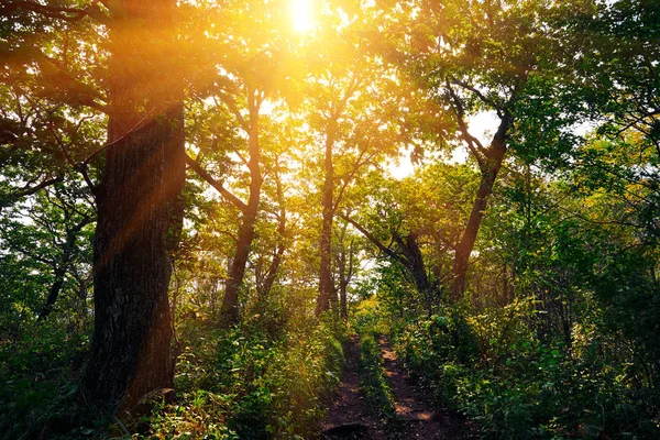 Bäume Und Sonnenstrahlen Wald — Stockfoto