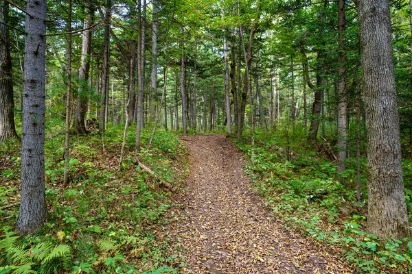 Zomer Landschap Met Bos Bomen — Stockfoto