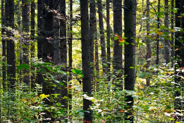 Letni Krajobraz Lasem Drzewami — Zdjęcie stockowe