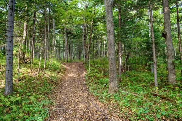 Paysage Estival Avec Forêt Arbres — Photo